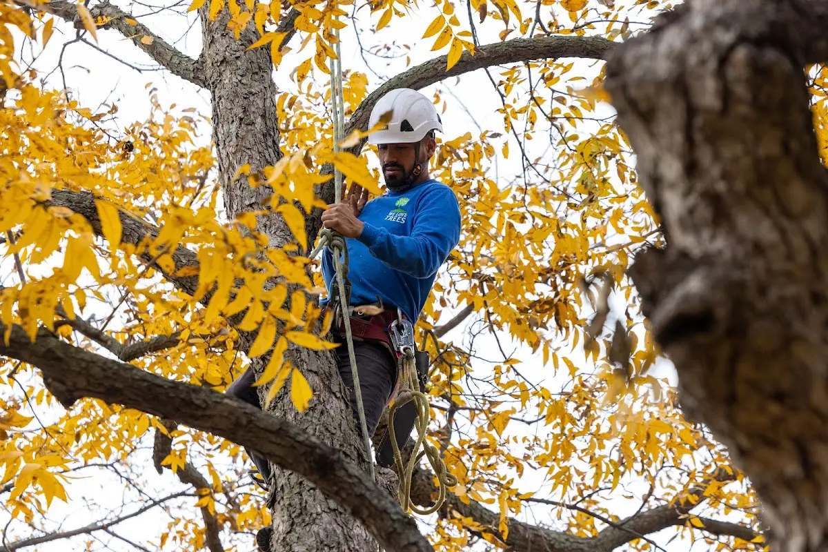 Skilled Tree Planing crew working in Moab